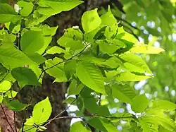 Pointed oval leaves sprout from a twig