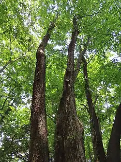 Four tall woody trunks rise to a canopy of green leaves
