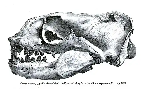 Skull, male