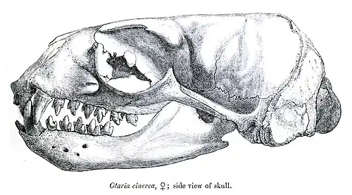 Skull, female