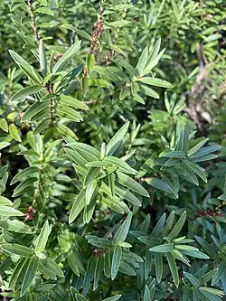 Veronica strictissima