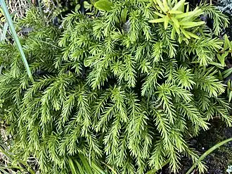 Phlegmariurus varius