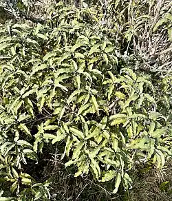 Olearia ilicifolia