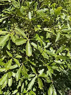 Pseudopanax colensoi