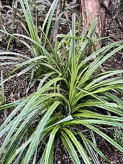 Astelia fragrans