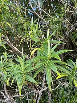 Veronica salicifolia