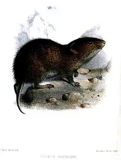 Drawing of brown rat