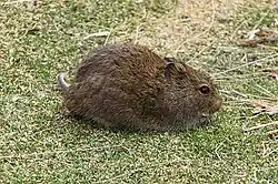 Brown rat