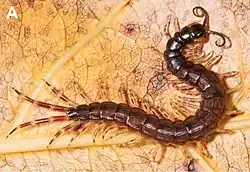 A reddish centipede with striped legs on a leaf