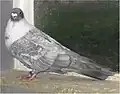Ottati
