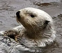 Sea otter floating on its back in the water, with wet fur and forepaws held to its chest.