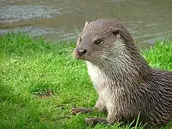 The Eurasian otter is uplisted to ‘Near-Threatened’, thanks to sanitizing rivers, harmful pesticides being banned and reintroductions to their environment.