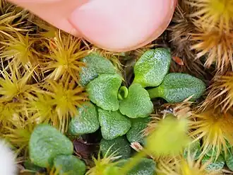 Close-up of leaves