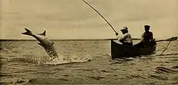 Atlantic tarpon fishing with a fishing guide from a canoe in Florida in 1885