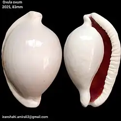 Ovula ovum