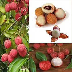 Lychee, introduced to Hawaii about 100 years ago