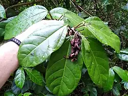 Leaves