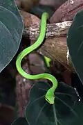 O. fulgidus in Cahuita, Limón, Costa Rica