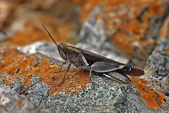 Oxycatantops spissus: South Africa