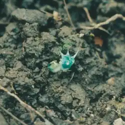 A pair of small bright blue flowers growing out of the dirt