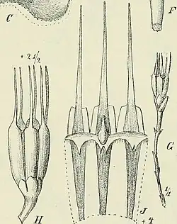 Illustrations of "Oxygyne triandra"