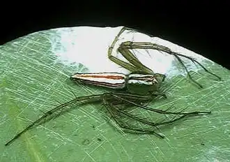 Oxyopes macilentus