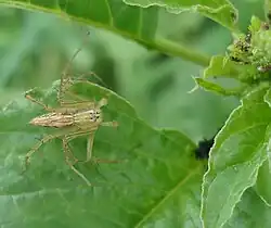 Oxyopes aspirasi