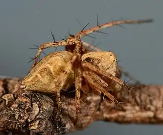 female
