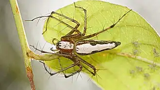 Oxyopes shweta