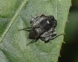 Oxyopes tuberculatus