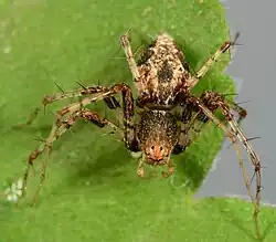 female