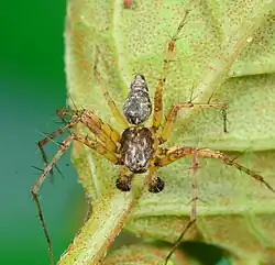 male