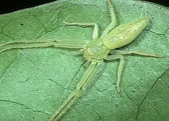 female O. hoshizuna