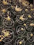 Closeup of blooms