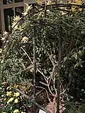 Closeup of half trellis
