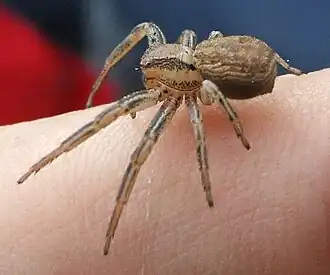 O. atomaria