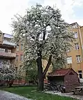 Pears bloom in May in a backyard.