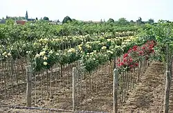A rosegrowing nursery in Caillouet-Orgeville