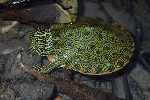 Rio Grande cooter (Pseudemys gorzugi), a juvenile from Kinney County, Texas (11 Nov. 2018)