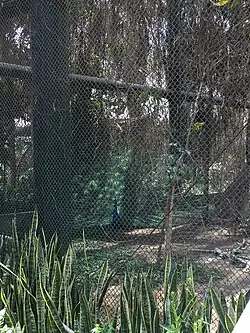 Indian peafowl at the Bird forest