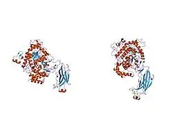 1cjy: HUMAN CYTOSOLIC PHOSPHOLIPASE A2
