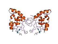 Crystal structure of a dimerized Cysteine-Rich Domain from Mouse Frizzled 8.
