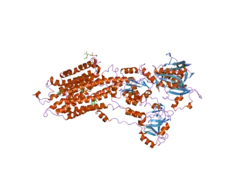 2eau: Crystal structure of the SR CA2+-ATPASE with bound CPA in the presence of curcumin