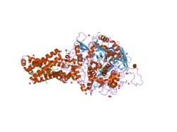2h89: Avian Respiratory Complex II with Malonate Bound