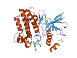 2ivu: CRYSTAL STRUCTURE OF PHOSPHORYLATED RET TYROSINE KINASE DOMAIN COMPLEXED WITH THE INHIBITOR ZD6474