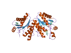 2pez: Crystal structure of deletion mutant of APS-kinase domain of human PAPS-synthetase 1 in complex with cyclic PAPS and dADP