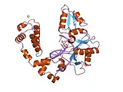 8ice: DNA POLYMERASE BETA (POL B) (E.C.2.7.7.7) COMPLEXED WITH SEVEN BASE PAIRS OF DNA; SOAKED IN THE PRESENCE OF DATP (1 MILLIMOLAR) AND CDCL2 (1 MILLIMOLAR)