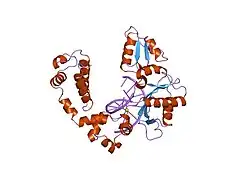 8ici: DNA POLYMERASE BETA (POL B) (E.C.2.7.7.7) COMPLEXED WITH SEVEN BASE PAIRS OF DNA; SOAKED IN THE PRESENCE OF DGTP (1 MILLIMOLAR) AND MGCL2 (5 MILLIMOLAR)