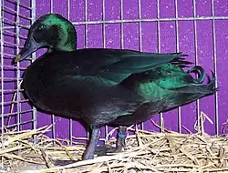 a glossy dark green drake