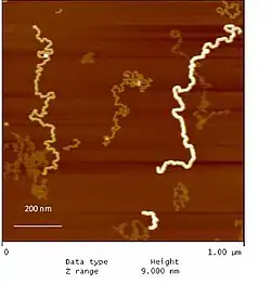 Figure 2. Atomic force microscopy height image of co-prepared dendronized polymers of generation one through four (PG1-PG4) reflecting the different thicknesses and apparent persistence lengths for each generation